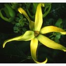 일랑일랑 이미지