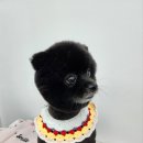 체인지펫미용 이미지