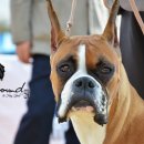 Show Dog 이미지