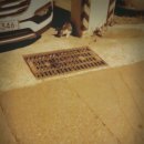 냥아치냥 이미지