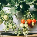 무열농장 이미지