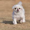 지니하니 이미지