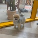 마이독 | 일산 애견미용 잘하는 곳 마이뷰티독, 완전 만족한 미용 후기