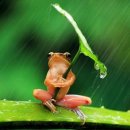 청개구리 이미지