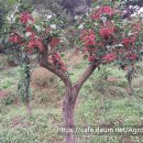 11월 초 참빗살 나무 열매 농장 이미지