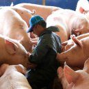 미란축산 이미지