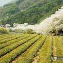 녹차향기 이미지