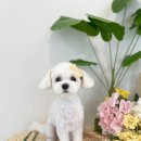 댕그리 펫 살롱 이미지