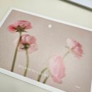 우리의취향 | [샘플후기] 봄카드 15종 받고 우리의 취향 발견🤗