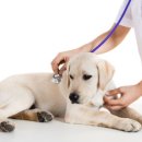 더봄동물병원 이미지