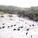 태봉농장 이미지