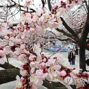 도화주