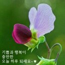 플라워２１