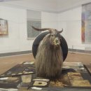 로버트 라우센버그 -모노그램,1955-59년,122x183x183cm,mixed mediums with taxidermy goat, rubber tire and tennis ball,스웨덴 스톡홀름 현대 미술관 이미지