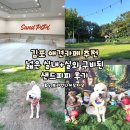 내서운동장 | 김포 애견카페 추천 실내공간 넓고 실외 애견운동장도 넓은 샌드피피 N번째 방문후기
