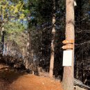 위드펫 빌리지 이미지