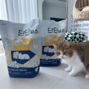 [리뷰일기] 야옹섬 단단보스 벤토나이트 고양이 모래 사용 후기 | 고양이 신장 방광 건강 바로 체크 가능!
