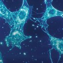 랩 메딕스 이미지