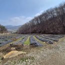 양평토지매매 / 전 350평/평당 25만원/ 양평 농지원부필요하신 분. 이미지