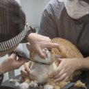 메종 드 캣 네이버블로그