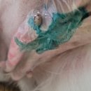 횡성동물병원 이미지