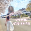 경주 대릉원 돌담길 벚꽃축제 황룡원 포토존 보문단지 흥무로 벚꽃길 실시간 후기