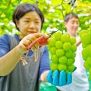샤인 이미지