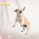 지니마카롱