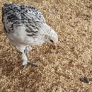 우석농장 이미지