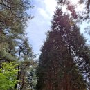 하동편백자연휴양림 이미지