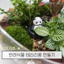 연제구 청년 프로그램 후기｜반려식물 테라리움 만들기