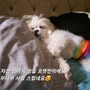 강아지를부탁해(돌봄) 이미지