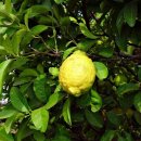 시트론(Citron) 이미지