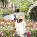 (주)고래타워 시화만개점 | 울산 장미 축제 울산대공원 장미원 300만 송이 꽃구경 나들이