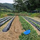 대건농장 이미지