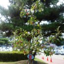 문경 시청 앞의 사과나무(알프스 오토매 ??) 이미지