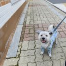 댕댕이수라상 이미지