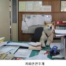 어서오시개 이미지