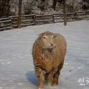 해인목장 Daum카페