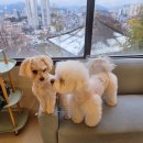독구(DOGGOO)