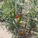 튼튼이농장 이미지