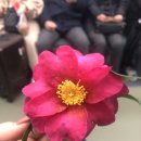 동백유원지 이미지