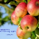 애플트리사과나무
