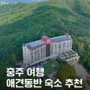 트립펫 | 친구들 천국! 쿠키와 함께한 주말 펫 힐링 여행 완벽 생생 후기 (바베큐/운동장/수영장/북카페/샤워실)