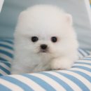 도그마루 강아지 고양이 분양 여주·원주점 이미지