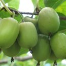 다래유통 이미지