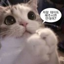 어화 | [대전맛집] 한번 가면 단골이 되어버리는 대전 참치 맛집 참치어화 다찌석 후기