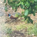 아름다운 꿩농원 이미지