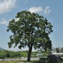 오리나무 이미지