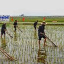 부흥 농장2 이미지